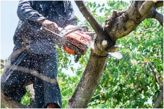 tree services Socastee